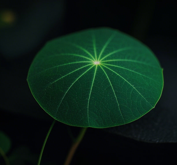 Depression Recovery: Turning Struggles into Growth
