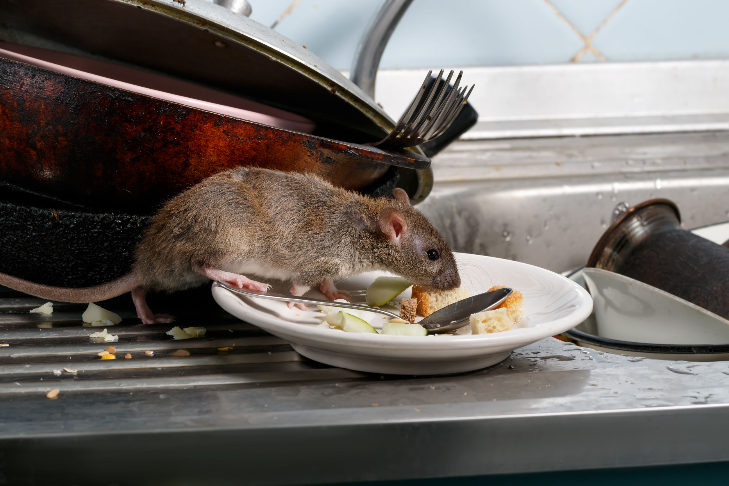 Rat Porn Danger Signs? Spot and Prevent Them at Home Now!