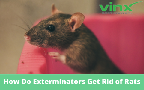 Rat Porn Danger Signs? Spot and Prevent Them at Home Now!