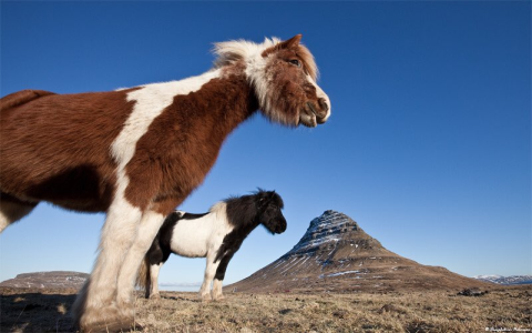 relative size psychology definition