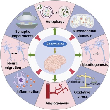Brain health boost how spermidine benefits your mind focus clearly!