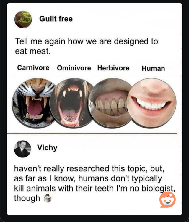 Are Humans Omnivores? Why Our Teeth Prove We Eat Everything