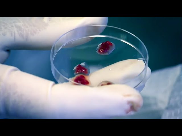 what does human taste like really? uncover 3 secrets from science here!