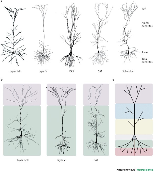 Where are pyramidal neurons located? Exploring the brain regions