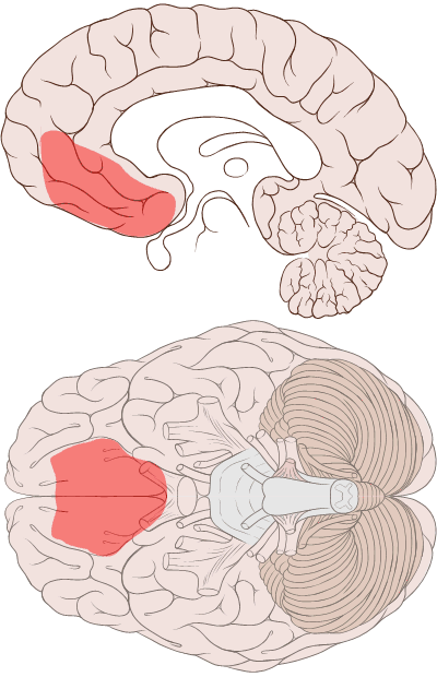 What are the characteristics of ventromedial prefrontal cortex in different ages?